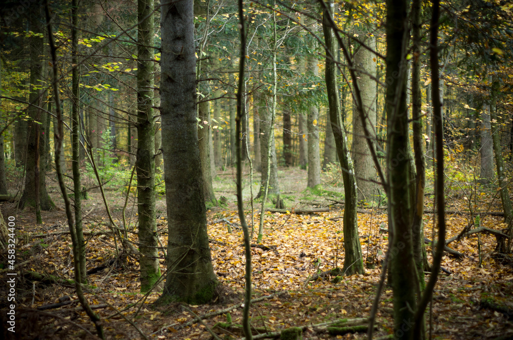 Obraz premium forest in autumn