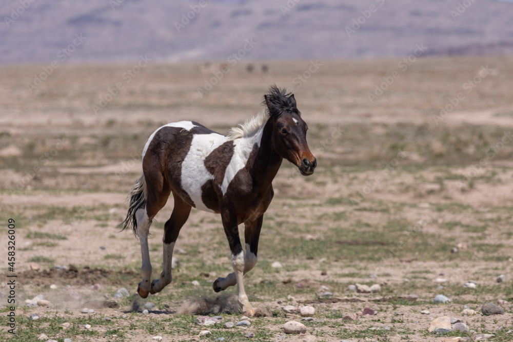 Cute Wild Horse Foal in the Utah Desert Cute Wild Horse Foal in the Utah Desert