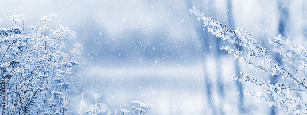 Frost-covered branches of plants in the forest on a meadow on a blurred background during a snowfall. Christmas and New Year background Frost-covered branches of plants in the forest on a meadow on a blurred background during a snowfall. Christmas and New Year background
