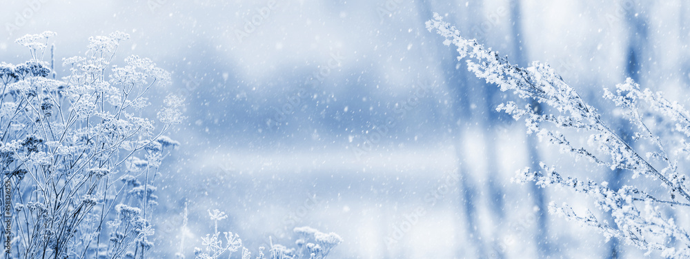 Frost-covered branches of plants in the forest on a meadow on a blurred background during a snowfall. Christmas and New Year background