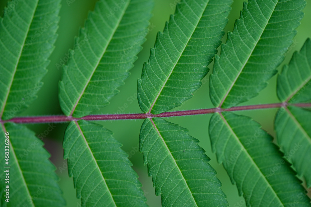 Gemeine Esche (Fraxinus excelsior) grünes Blatt Detailaufnahme Gemeine Esche (Fraxinus excelsior) grünes Blatt Detailaufnahme