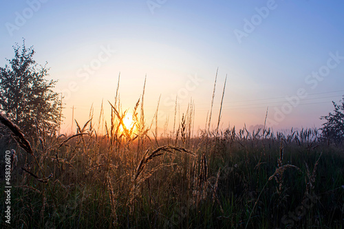 Summer grass on sunrise background. Golden hour.