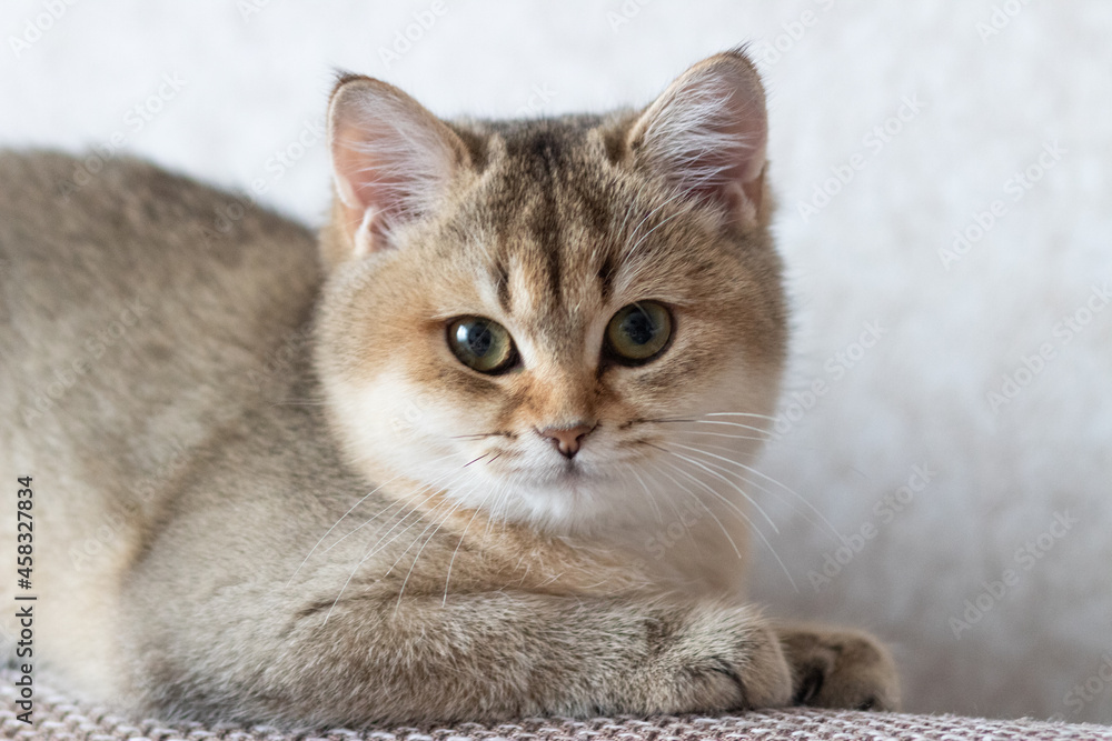 British Shorthair cat Golden Chinchilla