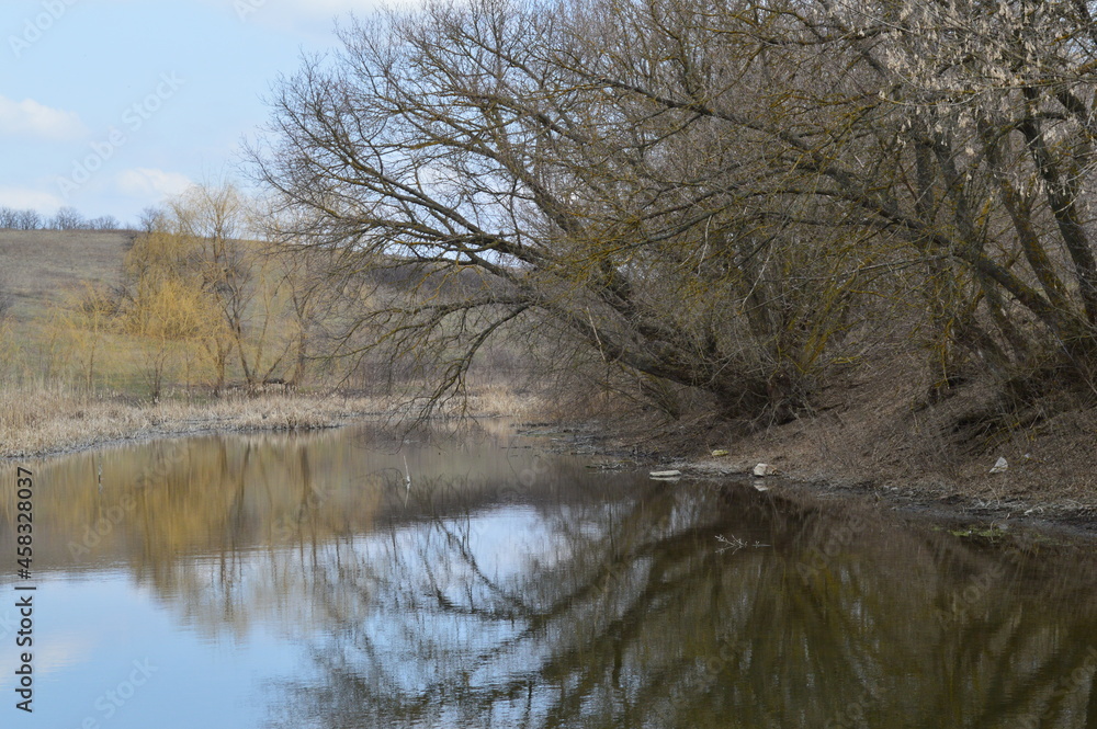 Fototapeta premium ponds in the woods