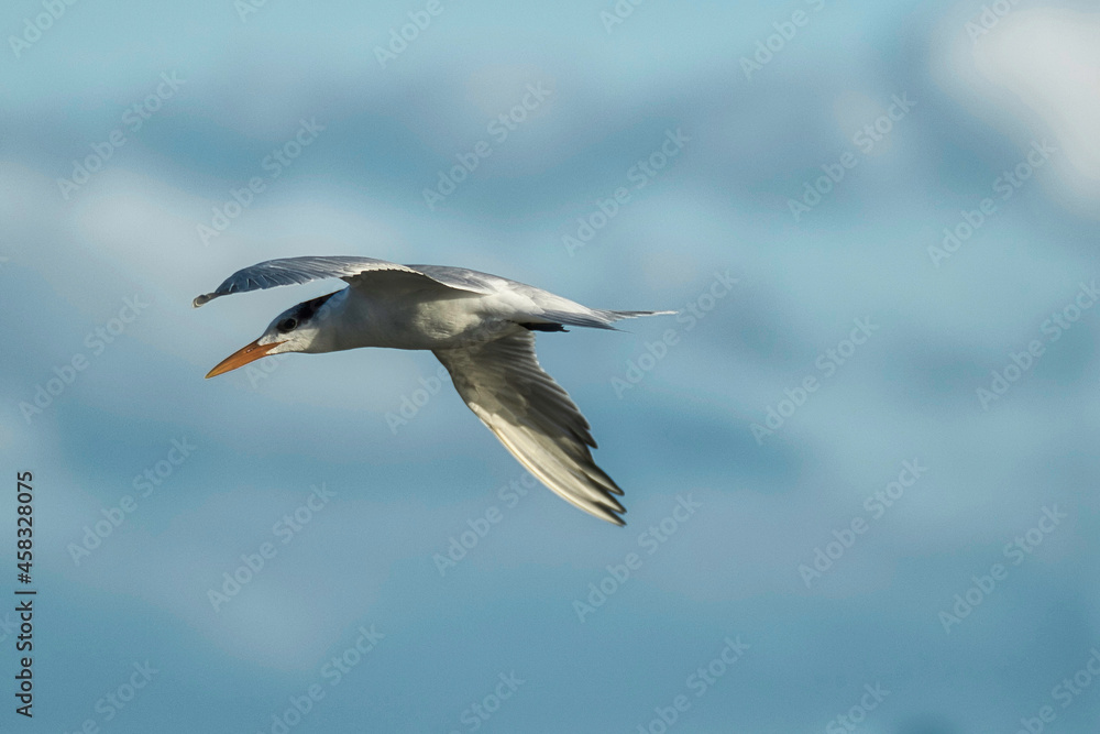 Common Tern in flight Common Tern in flight