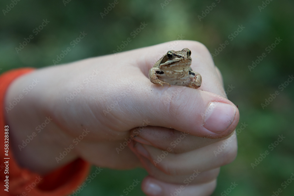 Obraz premium A small frog in a child's hand. Close up: a child holds a frog in his hand