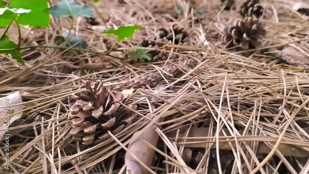 Pine cones on the ground in fall in a forest shows close-up of pine needles and pine cones for wreath creation or handicraft adventures with children as dry seasonal conifer decoration in slow motion Pine cones on the ground in fall in a forest shows close-up of pine needles and pine cones for wreath creation or handicraft adventures with children as dry seasonal conifer decoration in slow motion