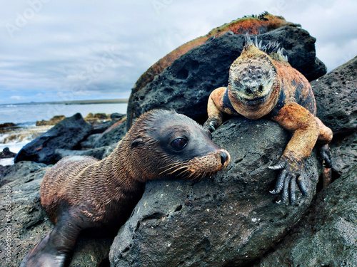 Iguana and sea lion over lava rock in galapagos islands photo