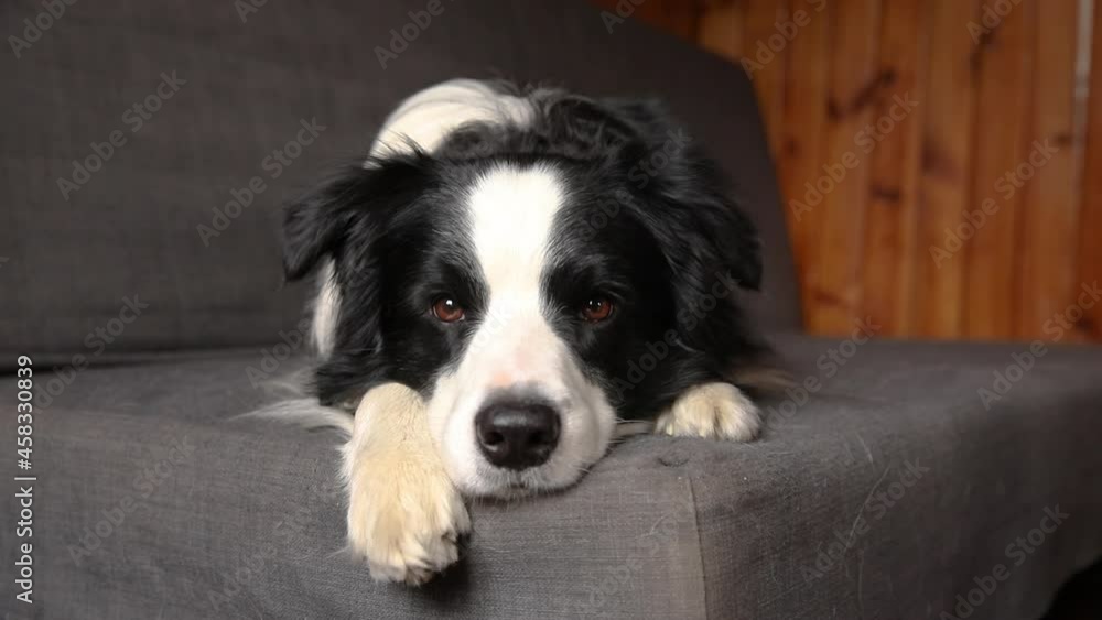 Funny cute puppy dog border collie lying down on couch at home indoors. Pet dog resting ready to sleep on cozy sofa. Pet care and animals concept Funny cute puppy dog border collie lying down on couch at home indoors. Pet dog resting ready to sleep on cozy sofa. Pet care and animals concept