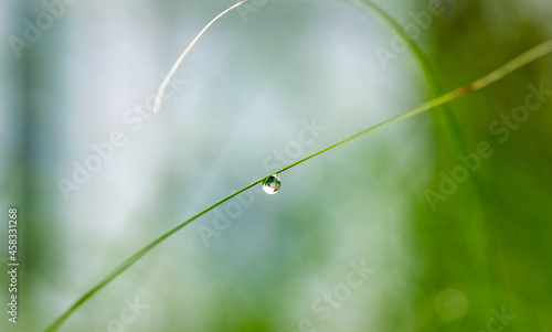 Raindrop on Long Grass