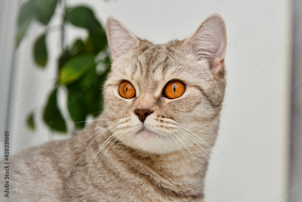 British shorthaired kitten with yellow eyes .Close-up. Cute pet animal. Portrait.