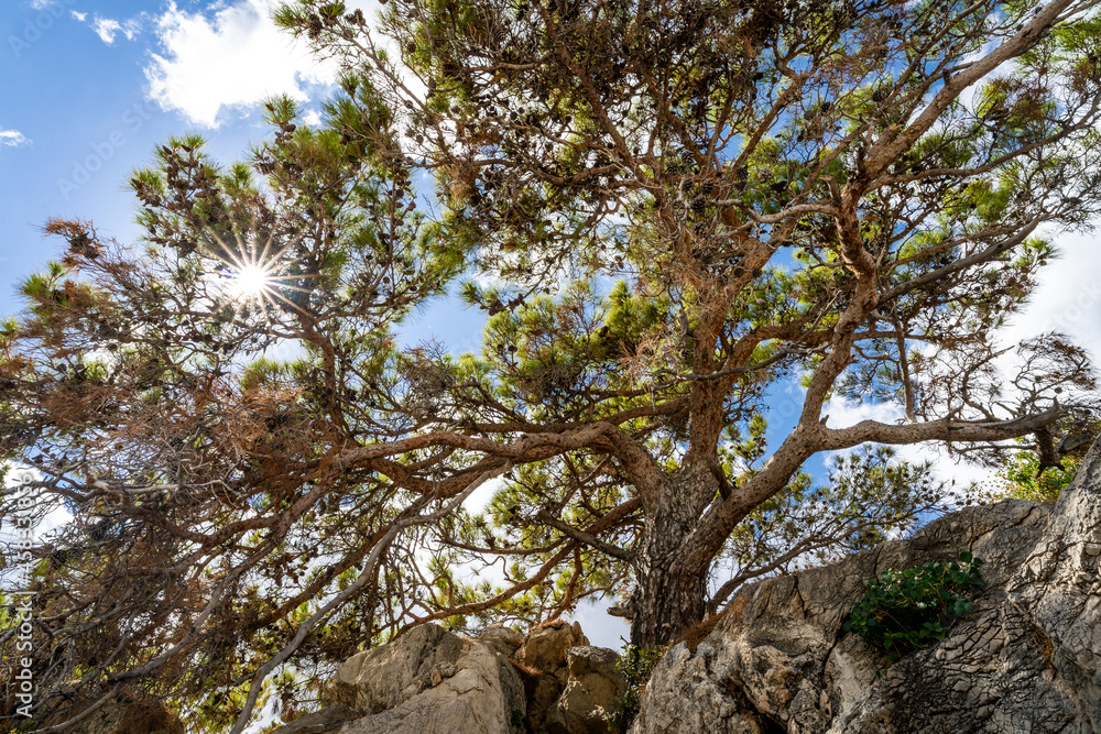 Fototapeta premium Sonnenstrahlen durch knorrigen Baum