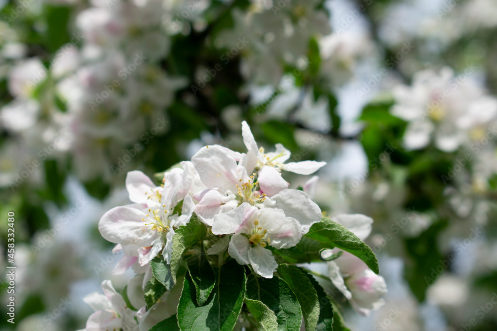 Blooming apple tree Blooming apple tree