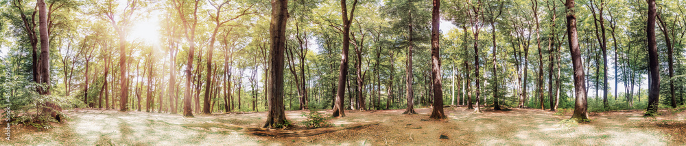 Panorama of a picturesque fairytale forest in the light of the bright summer sun Panorama of a picturesque fairytale forest in the light of the bright summer sun