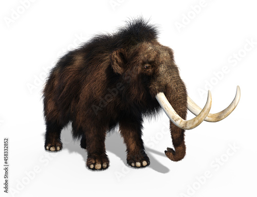 Whoolly Mammoth