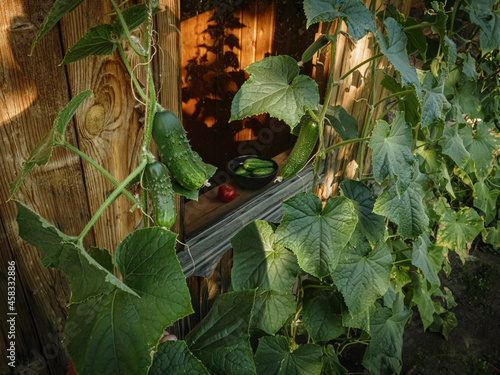 Country garden house window and cucumbers