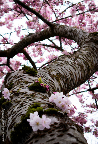 Spring Cherry Blossoms in Seattle
