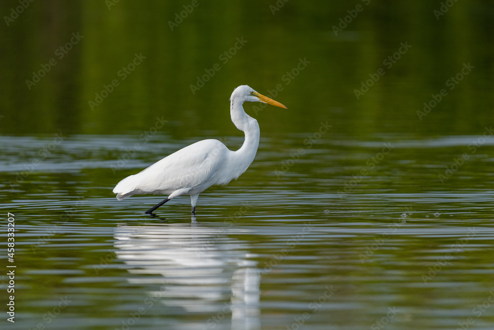 A Great Egret watches for prey in a lagoon in Florida. A Great Egret watches for prey in a lagoon in Florida.