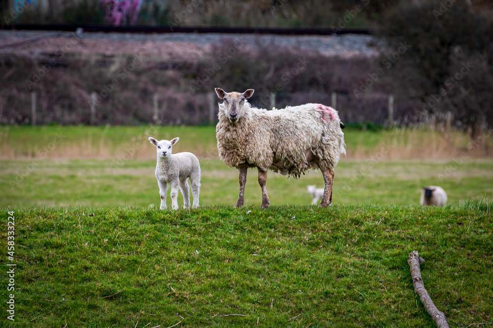 Obraz premium A Ewe and Lamb in the Countryside, Looking at the Camera