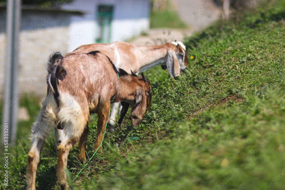 Goat with long ears and brown fur is eating grass in the fields on a sunny morning Goat with long ears and brown fur is eating grass in the fields on a sunny morning
