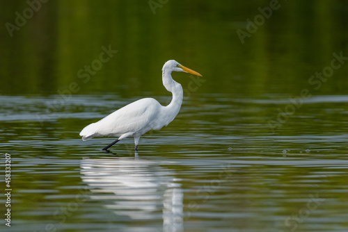 A Great Egret watches  for prey in a lagoon in Florida.