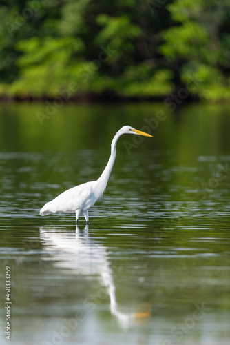 A Great Egret hunting for food in a lagoon in Florida.