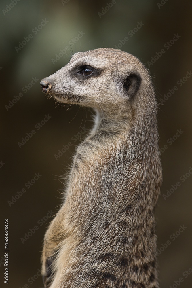Fototapeta premium meerkat on guard