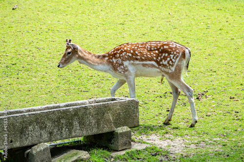Photography Deer at the zoo in Targu Mures, Romania