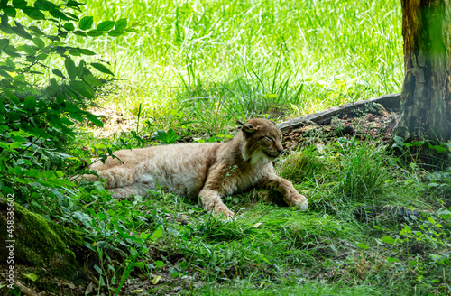 Lynx at the zoo in Targu Mures, Romania