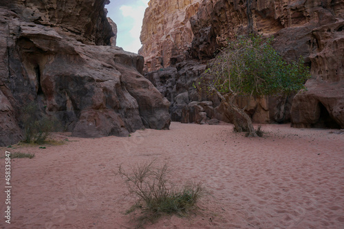 Gorge between red relief mountains, a large green tree grows in the gorge, Wadi Rum desert, Jordan