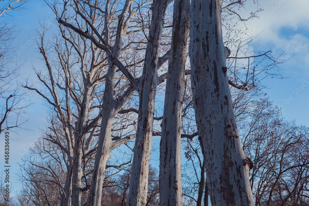 Alberi che si fondono nel freddo del cielo invernale. Alberi che si fondono nel freddo del cielo invernale.