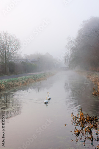 Swans at Foggy Canal, Ireland