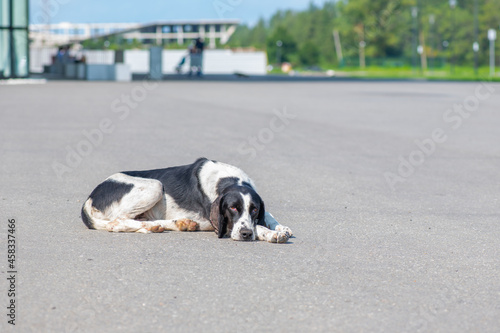 a sick dog lies sad on the road