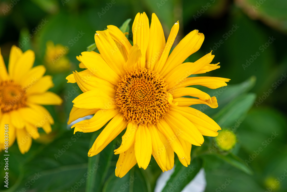big white daisy stretches towards the sun. High quality photo big white daisy stretches towards the sun. High quality photo
