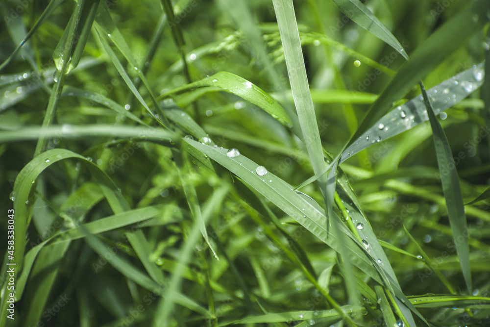 drops of dew on the grass drops of dew on the grass