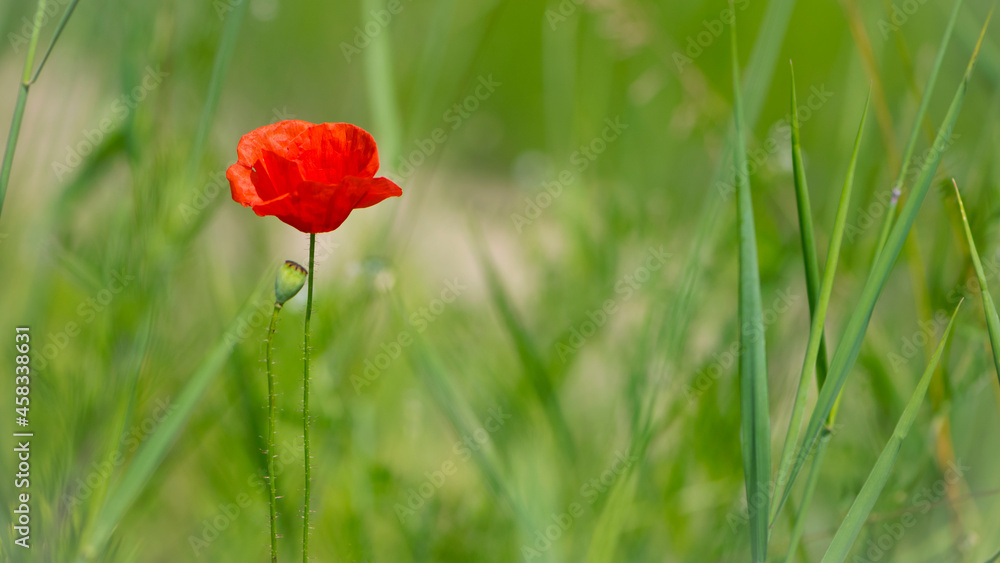 red poppy on a green background. big beautiful poppy flower on a blurred background, flower in the grass, green and red, floral design, nature close-up, bokeh. space for text red poppy on a green background. big beautiful poppy flower on a blurred background, flower in the grass, green and red, floral design, nature close-up, bokeh. space for text