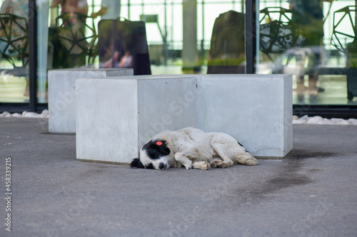kind white dog sleeps on the sidewalk © Vyacheslav