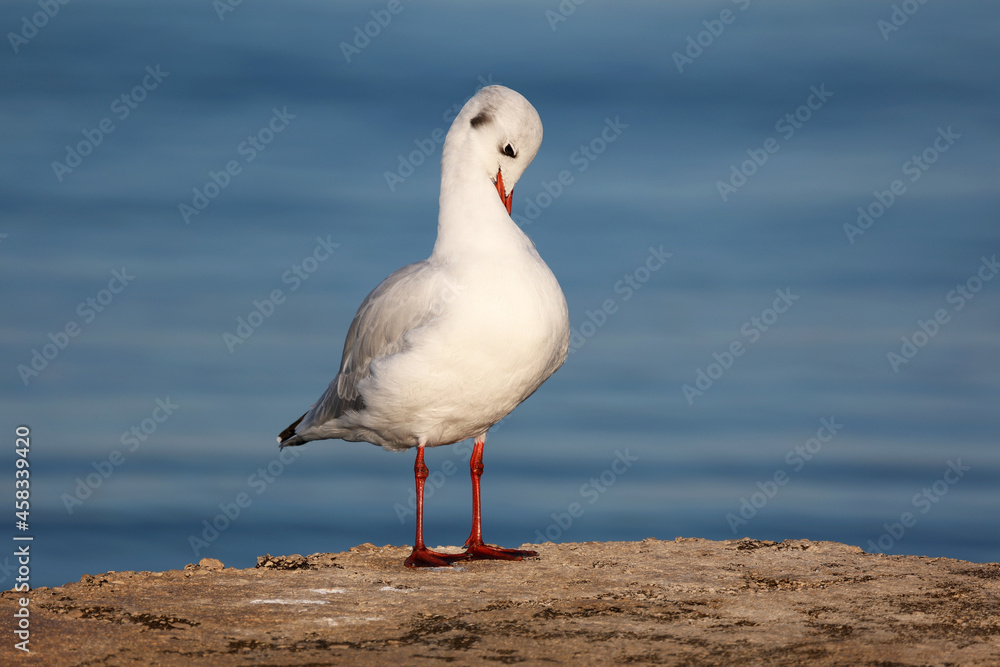 Seagull sits on the shore in the morning Seagull sits on the shore in the morning