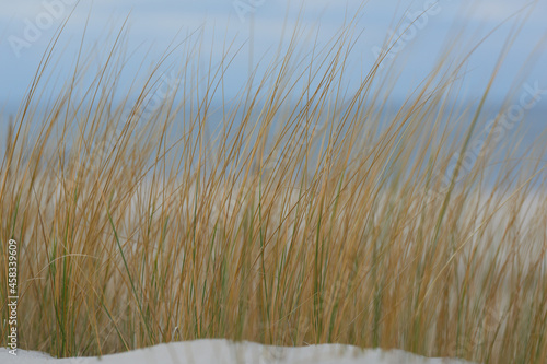 Łagodny, jesienny pejzaż nadmorski. Pastelowe kolory. Trawy na wydmach. W tle spokojne morze i czyste, niebieskie niebo