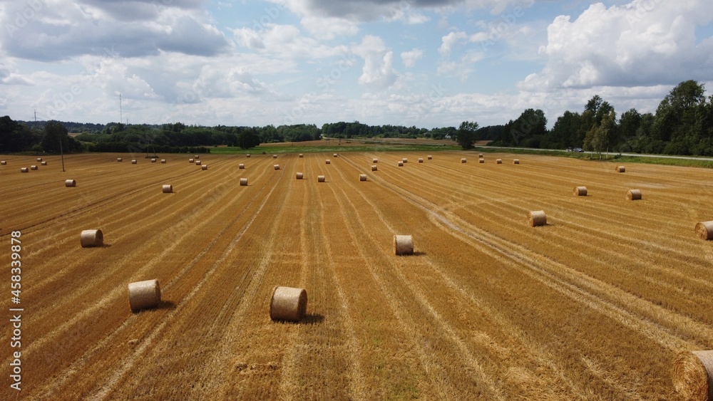 Obraz premium Large rolls of hay are scattered in the fields to dry for the winter season for animal feed