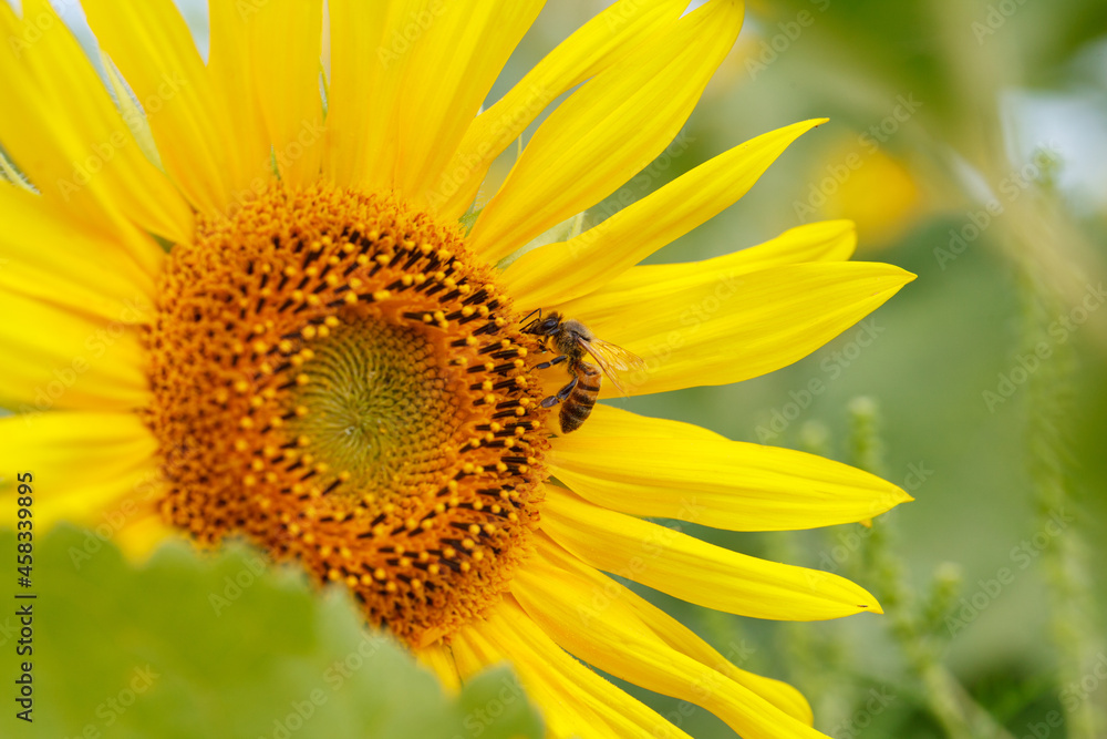 Blooming sunflower with a bee collecting nectar. Sunflower natural background. Close up. Blooming sunflower with a bee collecting nectar. Sunflower natural background. Close up.