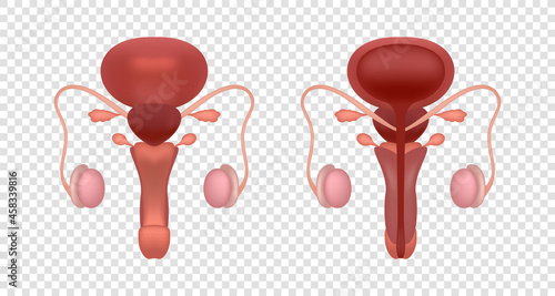 Realistic male reproductive system illustration. Male reproductive organs with cross section and whole view. Educational content for medical university and college