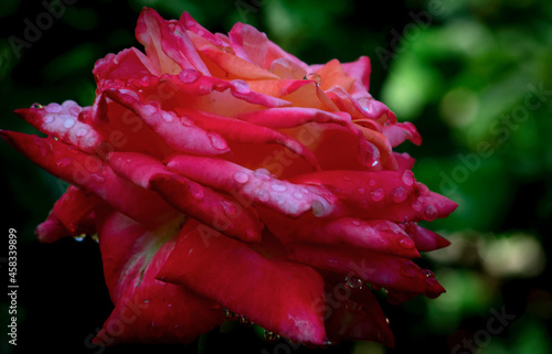 Pink Rose with Water Droplets