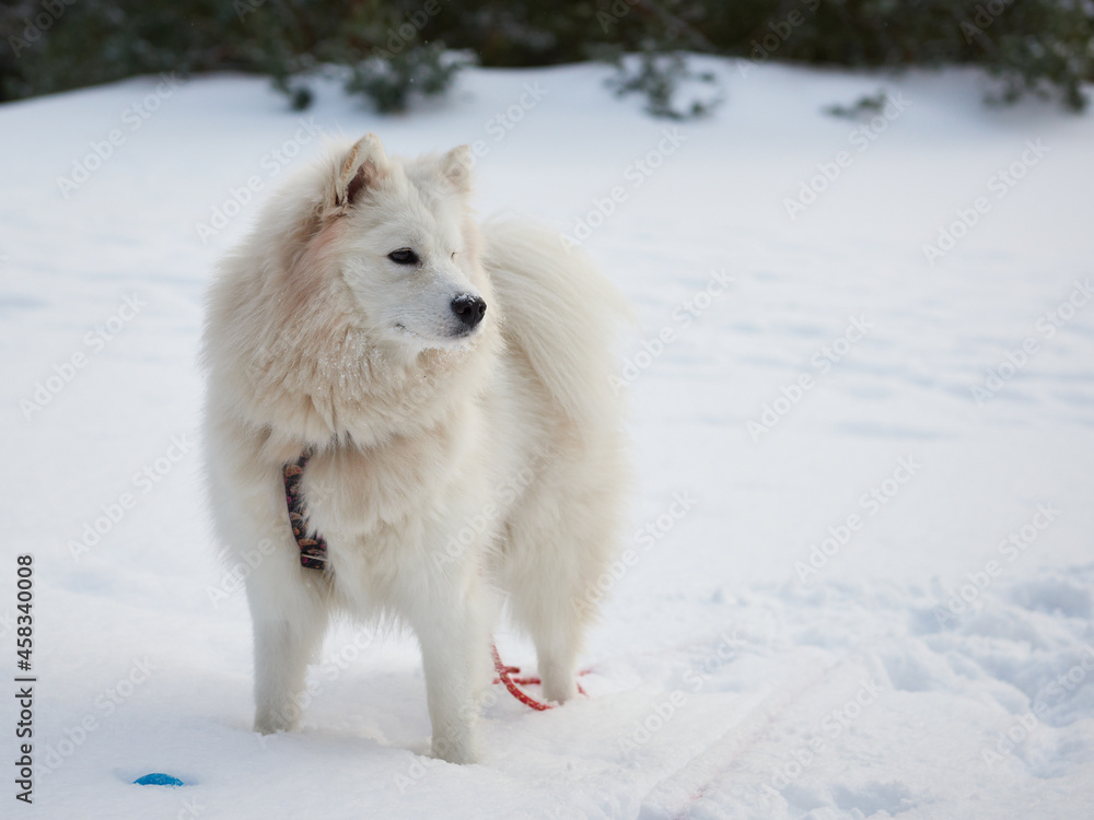 Samojed w scenerii zimowej, Biały pies na białym tle. Gruba sierść doskonale chroni tę rasę przed mrozem.