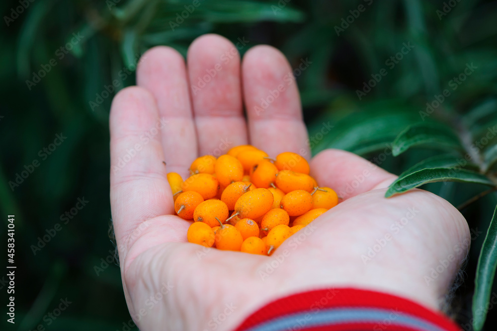 Hand holding ripe sea-buckthorn berries. Hippophae, orange colored berries in hand. branch with green leaves. vitamin C, useful sea buckthorn in medicine and cosmetology. berries for sea buckthorn oil Hand holding ripe sea-buckthorn berries. Hippophae, orange colored berries in hand. branch with green leaves. vitamin C, useful sea buckthorn in medicine and cosmetology. berries for sea buckthorn oil