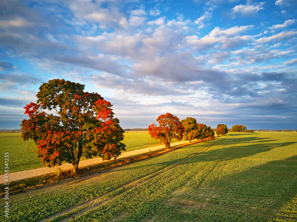 Fall colors beautiful trees dirt road agriculture fields. September sunny morning. Clouds on sky, shadows from trees on meadow