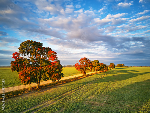 Fall colors beautiful trees dirt road agriculture fields. September sunny morning. Clouds on sky, shadows from trees on meadow