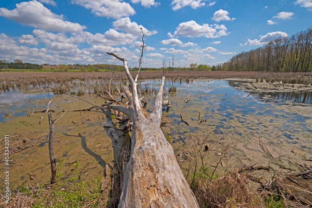Dead Tree Stretching into the Wetlands