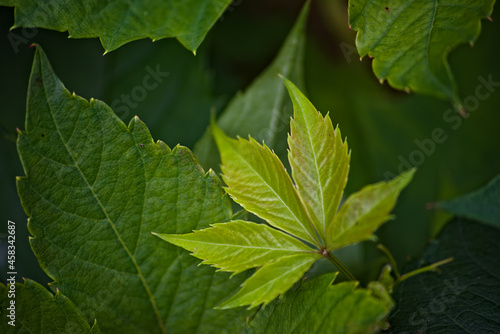 Dzikie wino , winobluszcz (Parthenocissus Planch.) - młody listek . Wild wine, Virginia creeper  - young leaf.