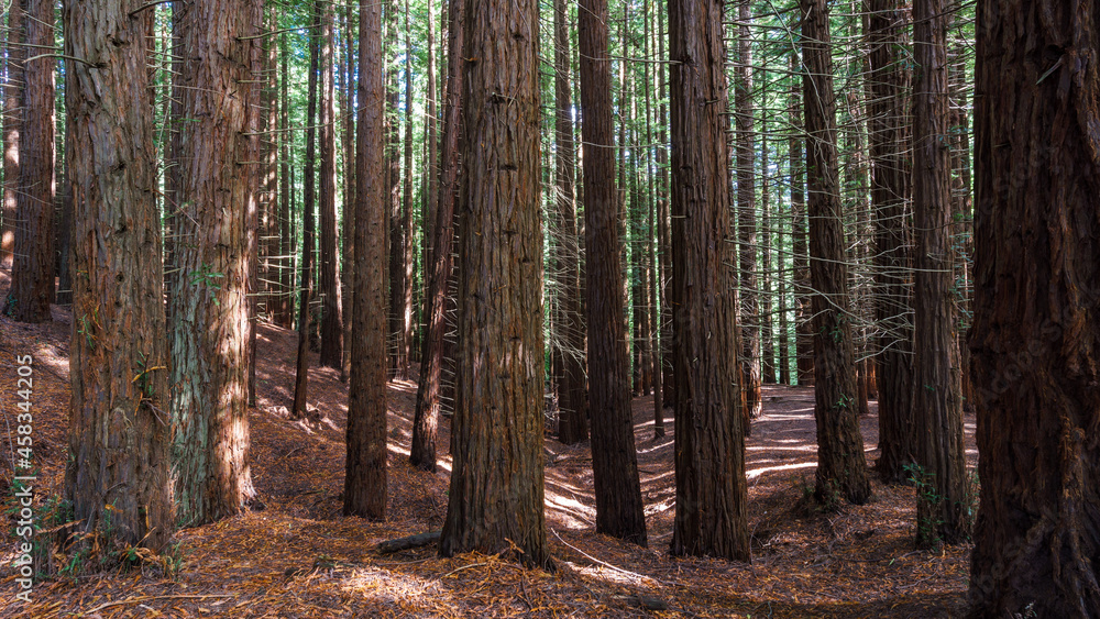 Obraz premium Secuoia forest Cabezon de la Sal